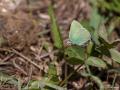 Callophrys chalybeitincta (Kafkasyazümrütü)